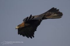 aquila reale, aquila chrysatos, golden eagle,  Steinadler, águila real, Aigle royal