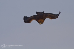 aquila reale, aquila chrysatos, golden eagle,  Steinadler, águila real, Aigle royal-225