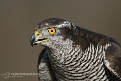 Astòre, Accipiter gentilis, Goshawk, Habicht, Azòr comun, Autour des palombes,