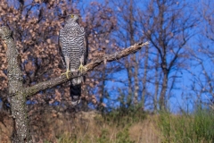 Astòre, Accipiter gentilis, Goshawk, Habicht, Azòr comun, Autour des palombes,