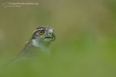 Astòre, Accipiter gentilis, Goshawk, Habicht, Azòr comun, Autour des palombes,