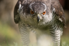 Astòre, Accipiter gentilis, Goshawk, Habicht, Azòr comun, Autour des palombes,