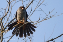 falco cuculo, Falco vespertinus, red-footed_falcon, rotfussfalke, cernicalo patirrojo, faucon kobez,