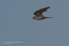 falco cuculo, Falco vespertinus, red-footed_falcon, rotfussfalke, cernicalo patirrojo, faucon kobez,