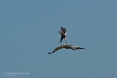 falco di palude, circus aeruginosus, marsh harrier, rohweiheaguilucho, lagunero, busard des roseaux,