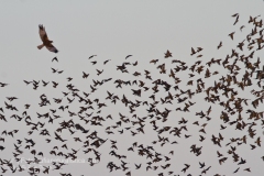 falco di palude, circus aeruginosus, marsh harrier, rohweiheaguilucho, lagunero, busard des roseaux,-