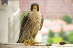 falco pellegrino, falco peregrinus,  brookei , peregrine falcon, Wanderfalke, halcón peregrino, Faucon pèlerin,-peregrino_wanderfalke_fauc-16