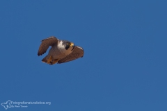 falco pellegrino, falco peregrinus,  brookei , peregrine falcon, Wanderfalke, halcón peregrino, Faucon pèlerin,-peregrino_wanderfalke_fauc-258