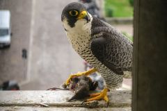 falco pellegrino, falco peregrinus,  brookei , peregrine falcon, Wanderfalke, halcón peregrino, Faucon pèlerin,-peregrino_wanderfalke_fauc-259