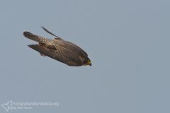falco pellegrino, falco peregrinus,  brookei , peregrine falcon, Wanderfalke, halcón peregrino, Faucon pèlerin,-peregrino_wanderfalke_fauc-4