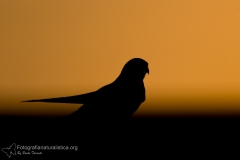 gheppio, gheppio europeo, common kestrel, eurasian kestrel,  turmfalke, cernicalo vulgar, faucon crecerelle