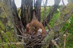 gheppio, gheppio europeo, common kestrel, eurasian kestrel,  turmfalke, cernicalo vulgar, faucon crecerelle