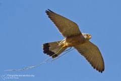 grillaio, falco naumanni, lesser kestrel,  rotelfalke, cernicalo primilla, faucon crecerellette