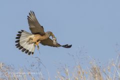 grillaio, falco naumanni, lesser kestrel, rotelfalke, cernicalo primilla, faucon crecerellette