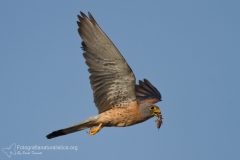 grillaio, falco naumanni, lesser kestrel, rotelfalke, cernicalo primilla, faucon crecerellette