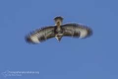 poiana comune, buteo buteo, rato nero, Mäusebussard, Buse variable