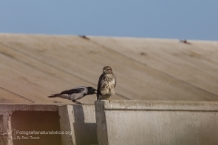 poiana comune, buteo buteo, rato nero, Mäusebussard, Buse variable