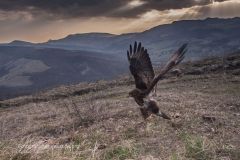 poiana comune, buteo buteo, rato nero, Mäusebussard, Buse variable