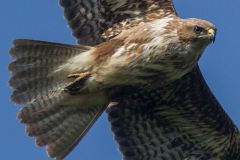 poiana comune, buteo buteo, rato nero, Mäusebussard, Buse variable