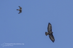 poiana comune, buteo buteo, rato nero, Mäusebussard, Buse variable