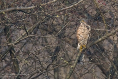 Sparviere, accipiter nisus, eurasian sparrowhask, sperber, gavilan comun, epevier-19