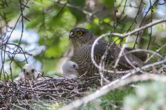 Sparviere, accipiter nisus, eurasian sparrowhask, sperber, gavilan comun, epevier