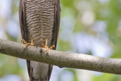 Sparviere, accipiter nisus, eurasian sparrowhask, sperber, gavilan comun, epevier