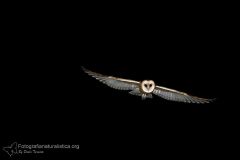 Barbagianni, tyto alba, barn owl, Schleiereule, lechuza común, Effraie des clochers -