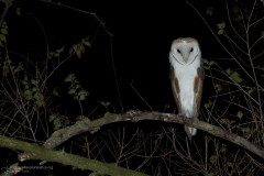 Barbagianni, tyto alba, barn owl, Schleiereule, lechuza común, Effraie des clochers