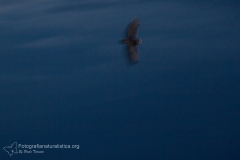 Barbagianni, tyto alba, barn owl, Schleiereule, lechuza común, Effraie des clochers