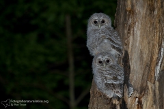 Allocco, Strix aluco, Tawny Owl, Waldkauz, Carabo comun, Chouette hulotte,