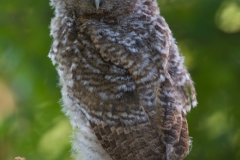 Allocco, Strix aluco, Tawny Owl, Waldkauz, Carabo comun, Chouette hulotte,