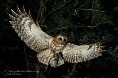 Allocco, Strix aluco, Tawny Owl, Waldkauz, Carabo comun, Chouette hulotte,