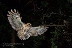 allocco_strix_aluco_tawny_owl_waldkauz_carabo_comun_chouette_hulotte_8