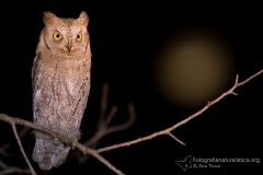 assiolo, otus scops, scops owl, Petit duc-scops, Autillo europeo, Zwergohreule,