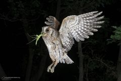 assiolo, otus scops, scops owl, Petit duc-scops, Autillo europeo, Zwergohreule,