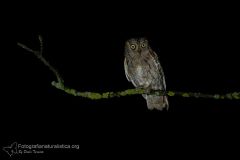 assiolo, otus scops, scops owl, Petit duc-scops, Autillo europeo, Zwergohreule,