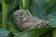 Civetta comune, Athene noctua, Little Owl, Steinkauz, Mochuelo europeo, Cheveche,