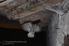 Civetta comune, Athene noctua, Little Owl, Steinkauz, Mochuelo europeo, Cheveche,