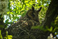 Gufo comune, asio otus, long eared owl, Waldohreule, búho chico, Hibou moyen-duc,