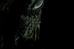 Gufo comune, asio otus, long eared owl, Waldohreule, búho chico, Hibou moyen-duc,