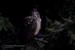 Gufo comune, asio otus, long eared owl, Waldohreule, búho chico, Hibou moyen-duc,