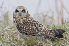 Gufo di palude, asio flammeus, short-eared owl, sumpfohreule, buho campestre, hibous des marais, hibou brachyote