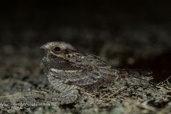 Succiacapre, Caprimulgus europaeus, nightjar, Ziegenmelker, chotacabras gris, chotacabras europeo,   Engoulevent d'Europe,