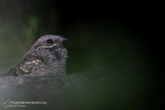 Succiacapre, Caprimulgus europaeus, nightjar, Ziegenmelker, chotacabras gris, chotacabras europeo,   Engoulevent d'Europe,