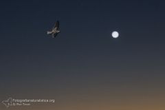 Succiacapre, Caprimulgus europaeus, nightjar, Ziegenmelker, chotacabras gris, chotacabras europeo,   Engoulevent d'Europe,