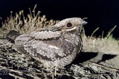 Succiacapre, Caprimulgus europaeus, nightjar, Ziegenmelker, chotacabras gris, chotacabras europeo,   Engoulevent d'Europe,