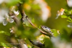 biacco, hierophis viridiflavus, whip snake, Gelbgrüne Zornnatter, culebra verdiamarilla, Couleuvre verte et jaune