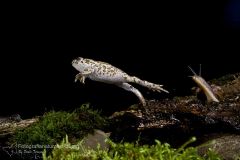 Rospo smeraldino, Bufotes viridis, bufo green, toad sapo verde, Wechselkröte, Crapaud vert