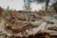 Vipera aspis francisciredi, aspide, asp viper, Aspisviper, víbora áspid, Vipère aspic,